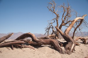 Mesquite Sand Dunes