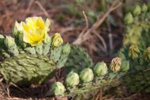Prickly pear in bloom