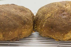 Chunk o'cheese loaves fresh out of the oven