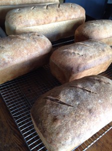 Fennel-pollen-scented levain cooling