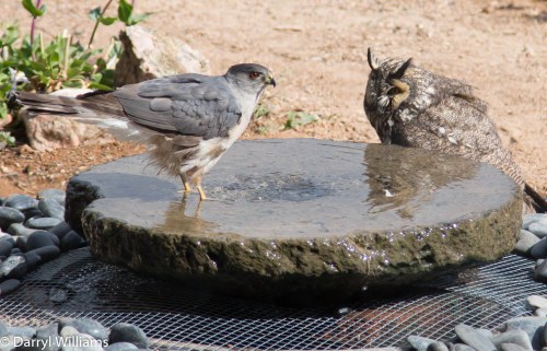 Hawk and owl in a water standoff