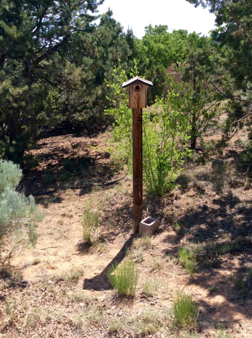 Bluebird box occupied for the first time in years