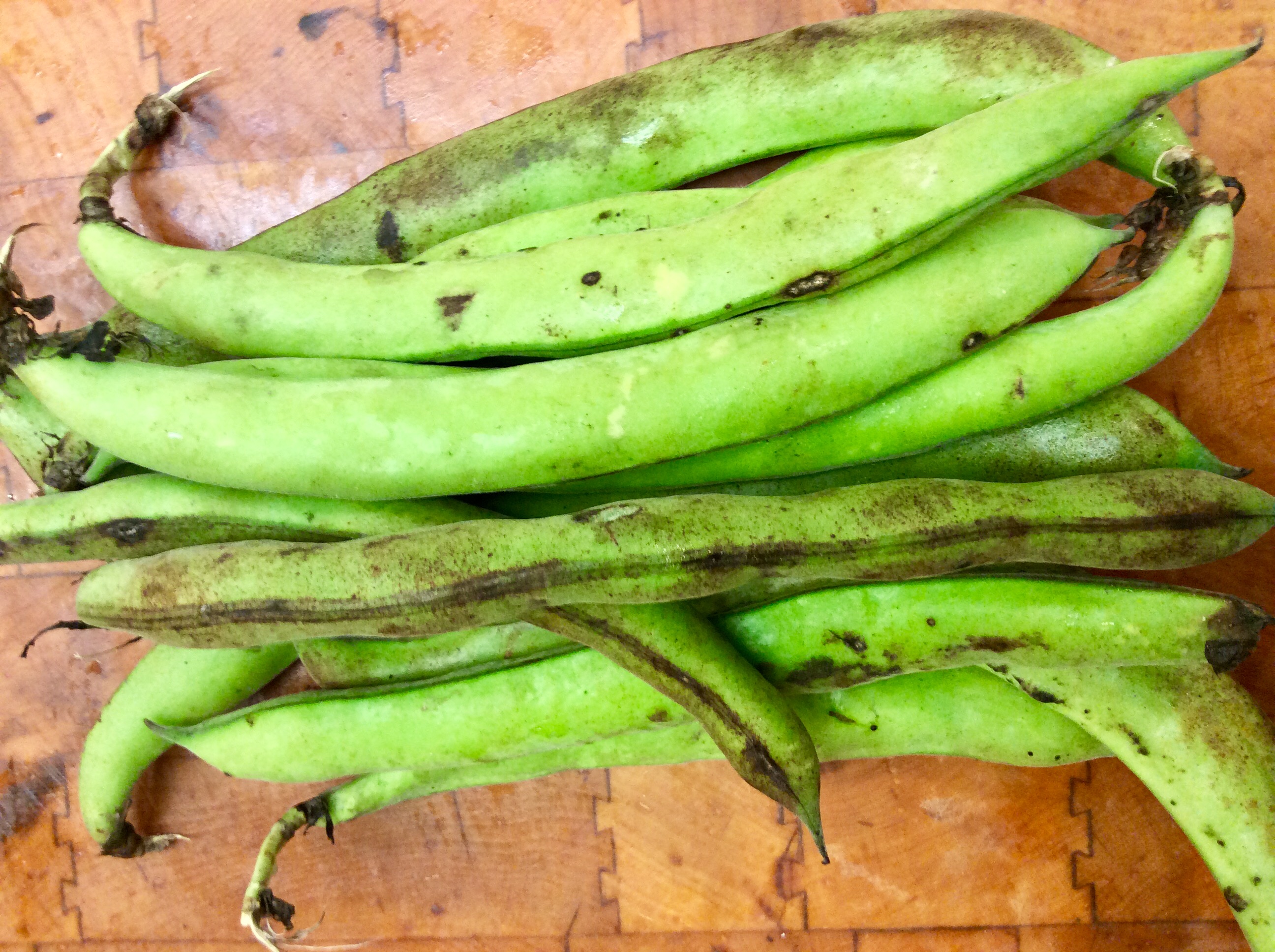 FAVA BEANS